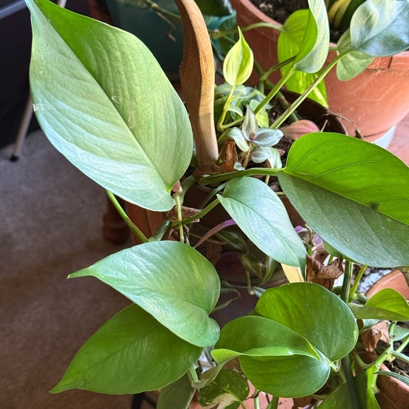 Live plants! Beautiful Cuttings Variety 5 healthy Miscellaneous unrooted - Picture 6 of 11